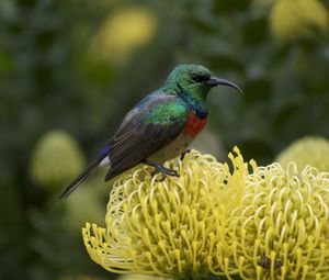 Preview wallpaper palestine sunbird, bird, flower