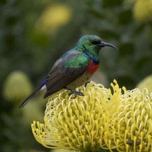 Preview wallpaper palestine sunbird, bird, flower