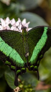 Preview wallpaper palinurus swallowtail, butterfly, macro, green