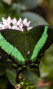 Preview wallpaper palinurus swallowtail, butterfly, macro, green