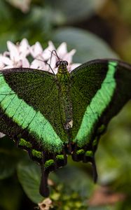 Preview wallpaper palinurus swallowtail, butterfly, macro, green