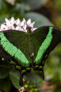 Preview wallpaper palinurus swallowtail, butterfly, macro, green