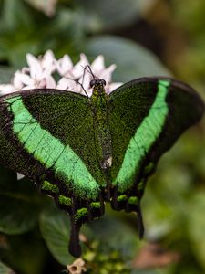 Preview wallpaper palinurus swallowtail, butterfly, macro, green