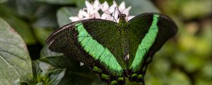 Preview wallpaper palinurus swallowtail, butterfly, macro, green