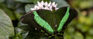 Preview wallpaper palinurus swallowtail, butterfly, macro, green