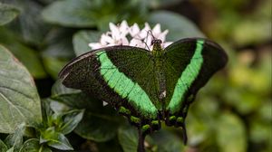 Preview wallpaper palinurus swallowtail, butterfly, macro, green