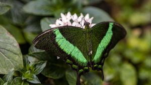 Preview wallpaper palinurus swallowtail, butterfly, macro, green