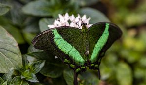 Preview wallpaper palinurus swallowtail, butterfly, macro, green