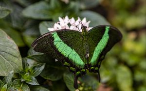 Preview wallpaper palinurus swallowtail, butterfly, macro, green