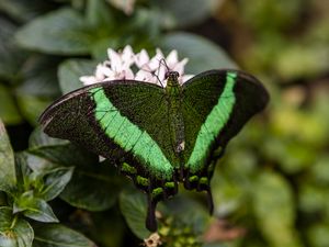 Preview wallpaper palinurus swallowtail, butterfly, macro, green