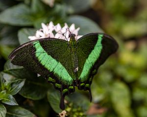 Preview wallpaper palinurus swallowtail, butterfly, macro, green