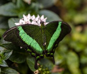 Preview wallpaper palinurus swallowtail, butterfly, macro, green