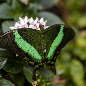 Preview wallpaper palinurus swallowtail, butterfly, macro, green