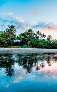 Preview wallpaper palm, beach, coast, sea, reflection