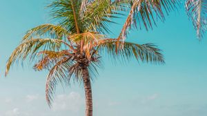 Preview wallpaper palm, beach, coast, sea, sand