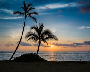 Preview wallpaper palm, beach, sunset, sea