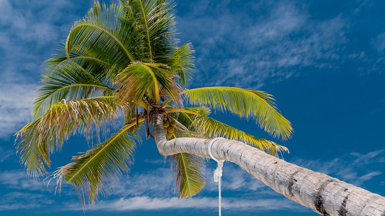 Wallpaper palm, beach, tropics, sea, summer