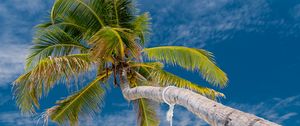 Preview wallpaper palm, beach, tropics, sea, summer