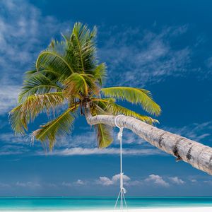Preview wallpaper palm, beach, tropics, sea, summer