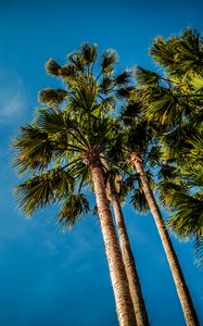 Preview wallpaper palm, bottom view, beach, sky