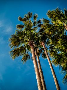 Preview wallpaper palm, bottom view, beach, sky