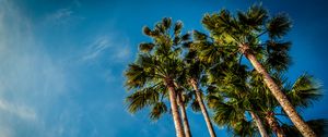 Preview wallpaper palm, bottom view, beach, sky