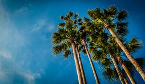 Preview wallpaper palm, bottom view, beach, sky