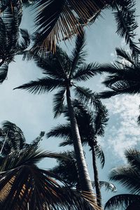 Preview wallpaper palm, bottom view, branches, sky