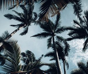 Preview wallpaper palm, bottom view, branches, sky