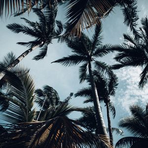 Preview wallpaper palm, bottom view, branches, sky