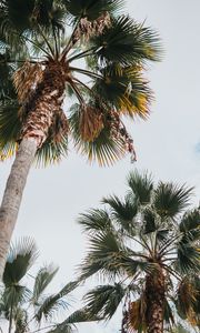 Preview wallpaper palm, bottom view, leaves, branches