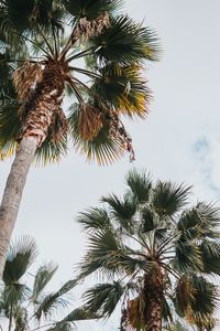 Preview wallpaper palm, bottom view, leaves, branches