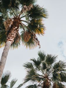 Preview wallpaper palm, bottom view, leaves, branches