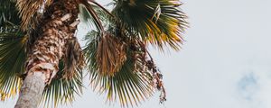 Preview wallpaper palm, bottom view, leaves, branches