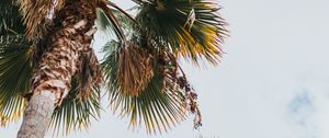 Preview wallpaper palm, bottom view, leaves, branches