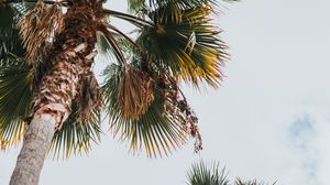 Preview wallpaper palm, bottom view, leaves, branches