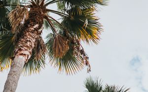 Preview wallpaper palm, bottom view, leaves, branches