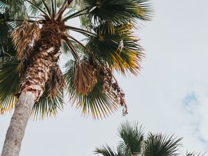 Preview wallpaper palm, bottom view, leaves, branches