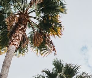 Preview wallpaper palm, bottom view, leaves, branches