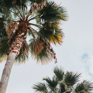 Preview wallpaper palm, bottom view, leaves, branches