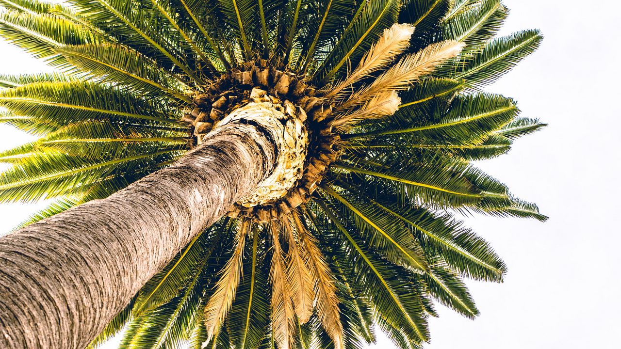 Wallpaper palm, bottom view, minimalism, tree