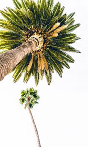 Preview wallpaper palm, bottom view, minimalism, tree