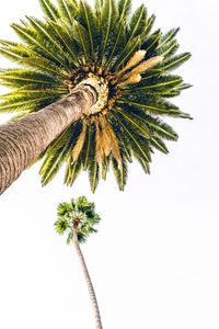 Preview wallpaper palm, bottom view, minimalism, tree