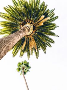 Preview wallpaper palm, bottom view, minimalism, tree