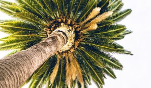 Preview wallpaper palm, bottom view, minimalism, tree