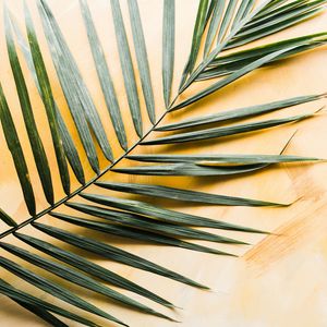 Preview wallpaper palm, branch, leaf, green