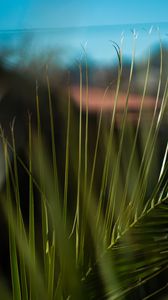 Preview wallpaper palm, branch, leaves, plant, green