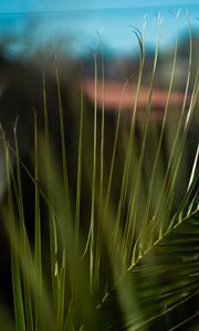 Preview wallpaper palm, branch, leaves, plant, green