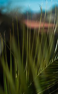 Preview wallpaper palm, branch, leaves, plant, green