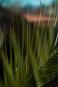 Preview wallpaper palm, branch, leaves, plant, green